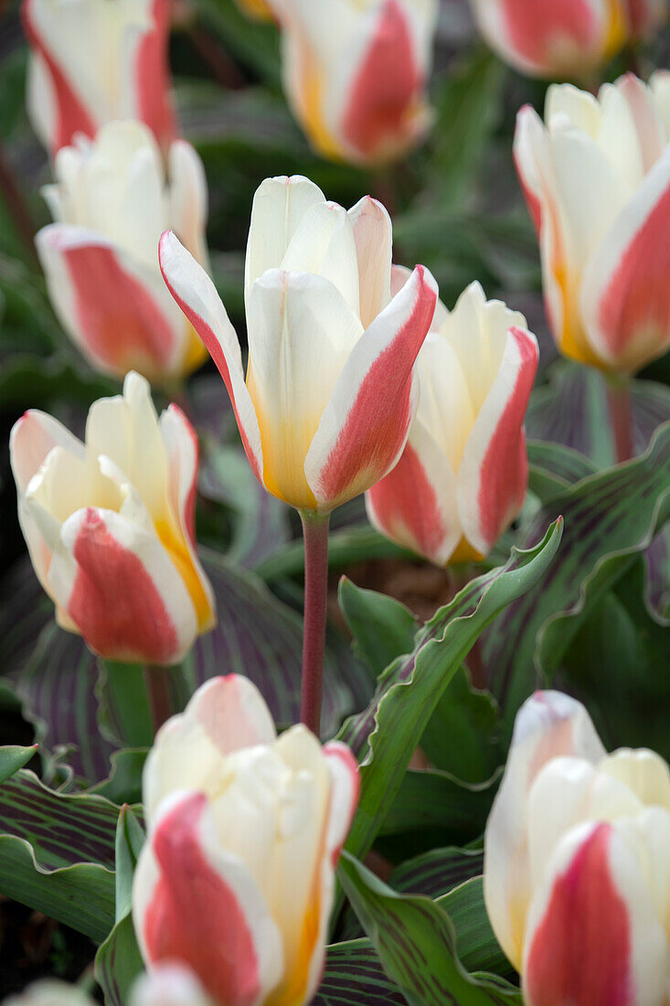 Tulpe (Tulipa) 'Johann Strauss'