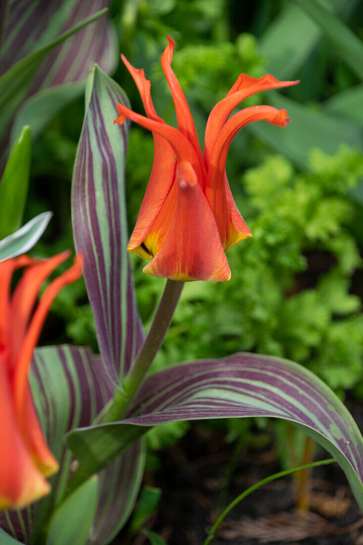 Tulipa Rigas Barikades