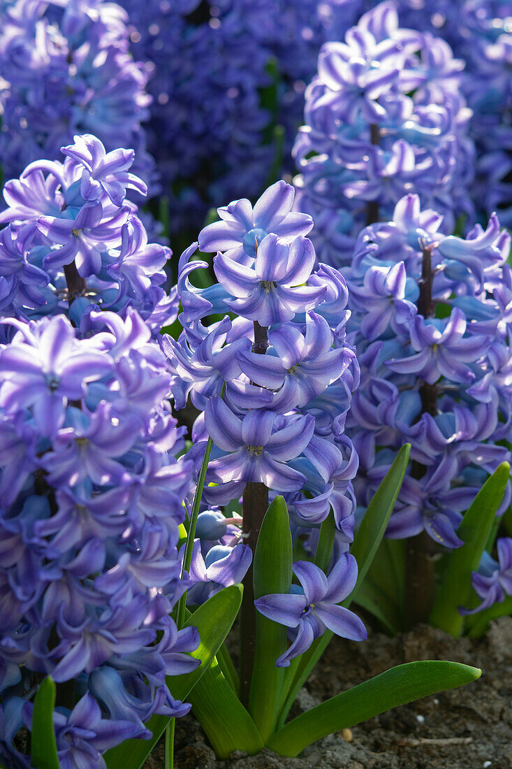 Hyacinthus Aqua