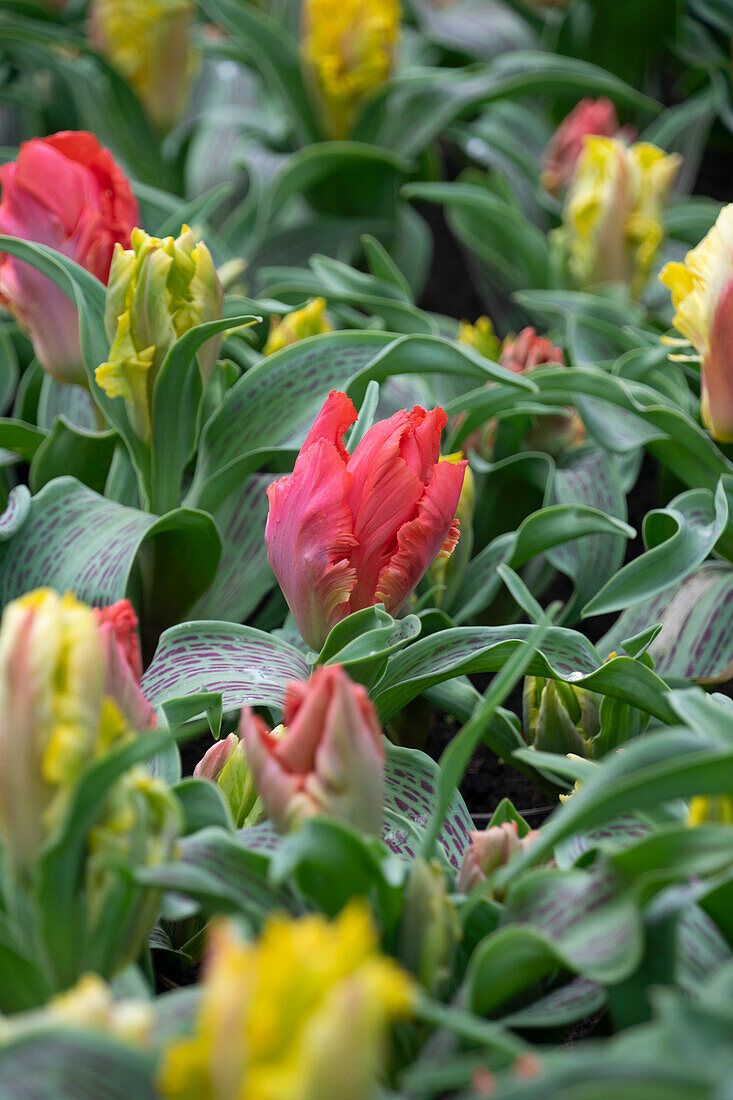 Tulipa Zampa Parrot