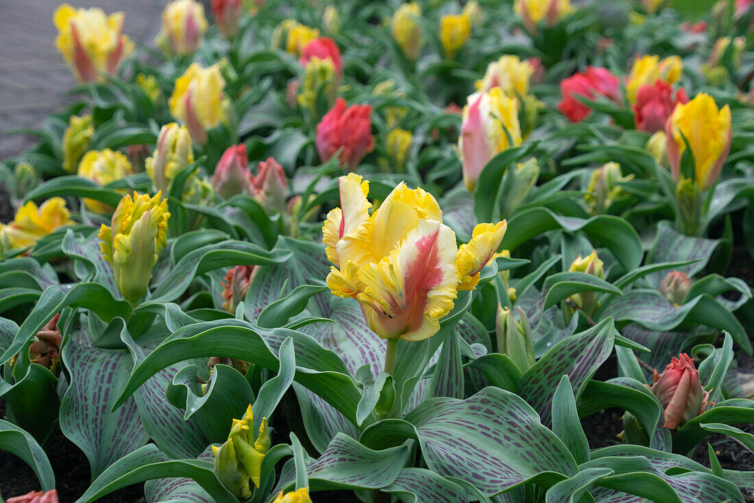 Tulipa Zampa Parrot