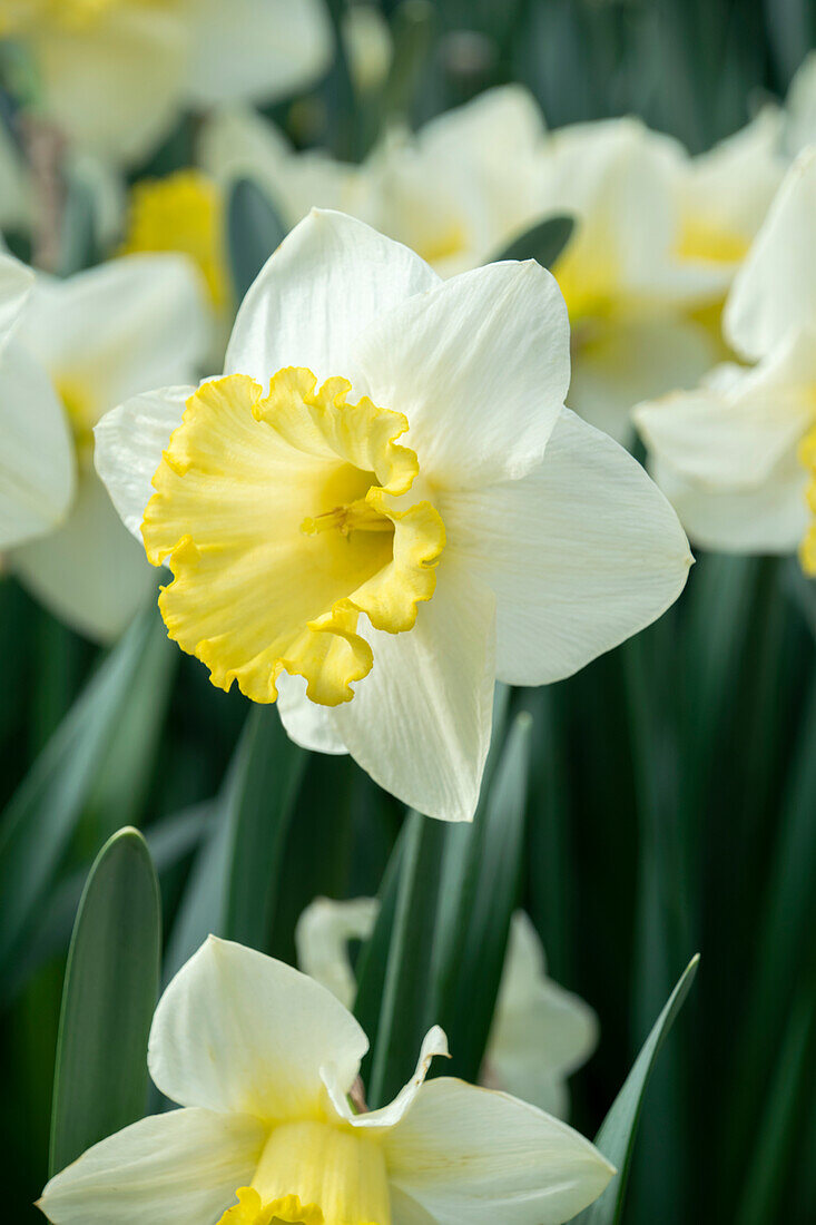 Narcissus Big Love