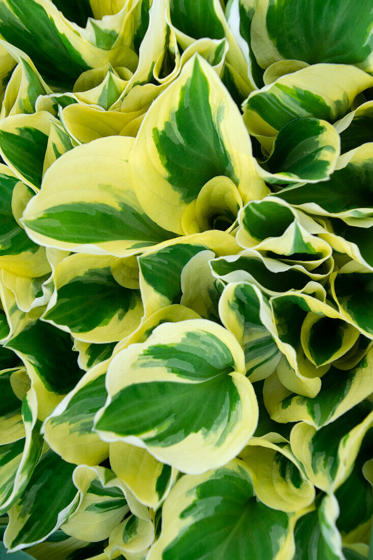 Hosta Diamonds are Forever