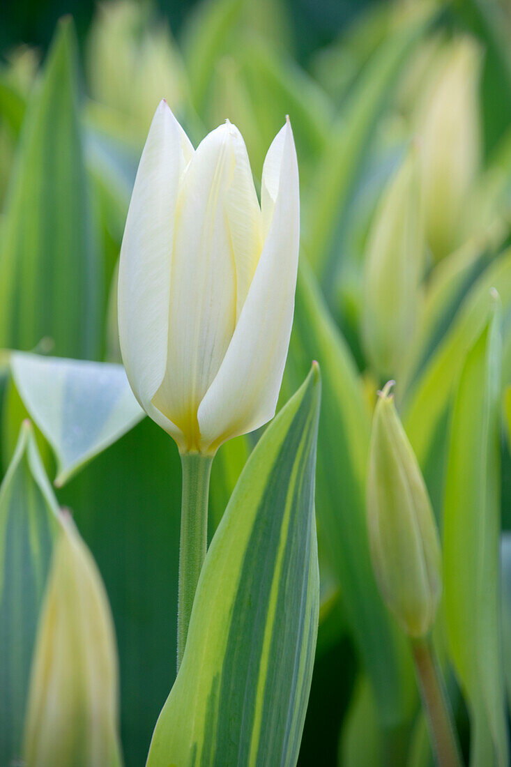 Tulpe (Tulipa) 'Purissima Blonde'