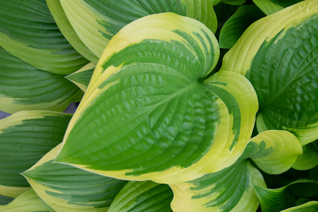 Hosta Percy