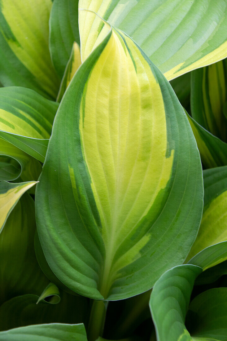 Hosta Tongue of Flame