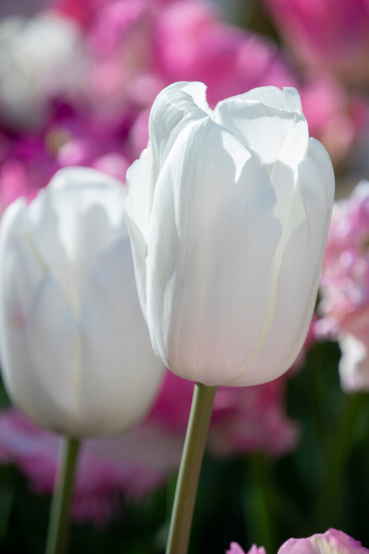 Tulpe (Tulipa) 'Ghost'