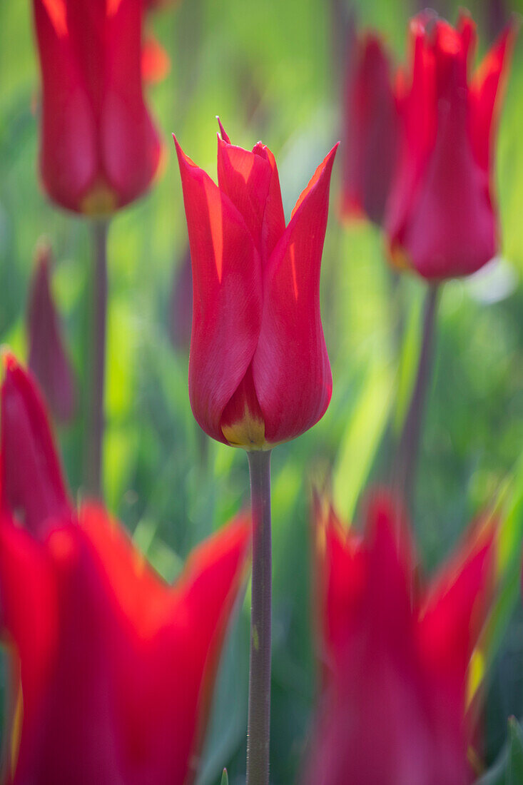 Tulipa Istanbul