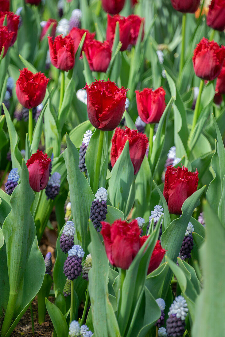 Muscari Grape Ice,Tulipa Philly Belle