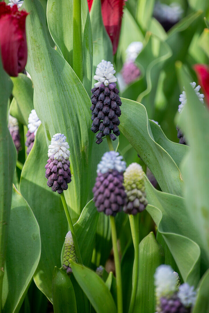 Muscari Grape Ice