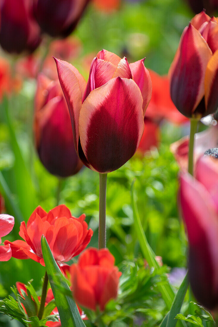 Tulipa Muvota