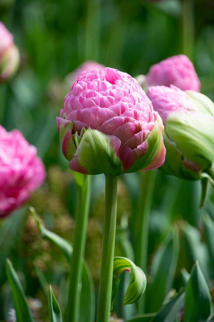 Tulipa Strawberry Cream