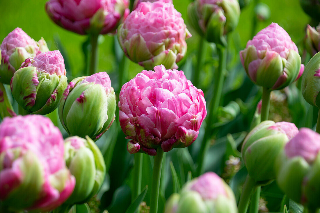 Tulipa Strawberry Cream