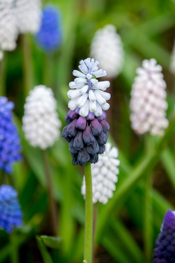 Muscari Grape Ice