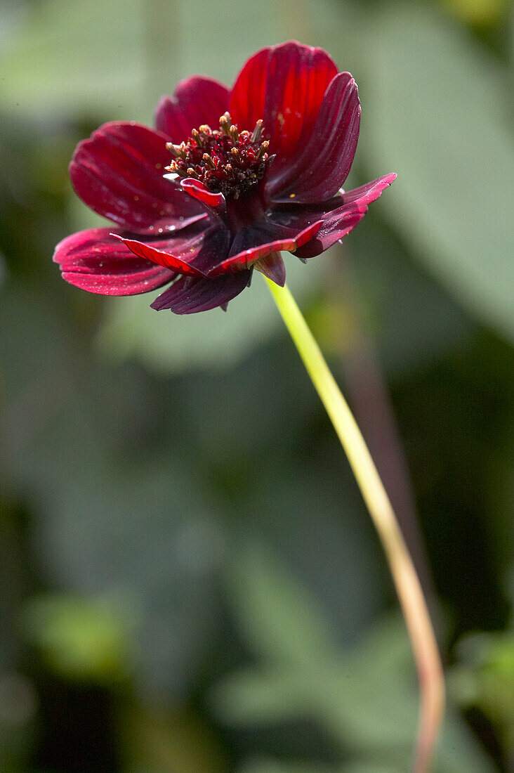 Cosmos atrosanguineus