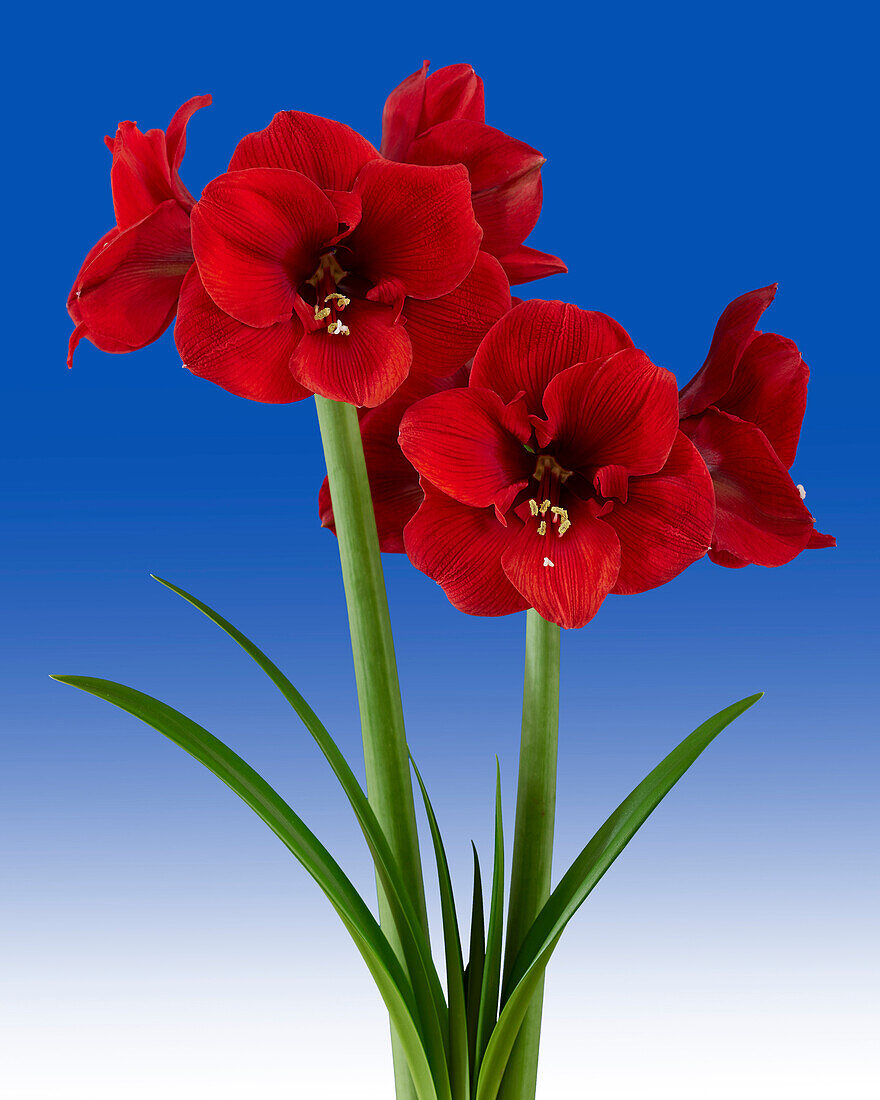 Hippeastrum Lion King