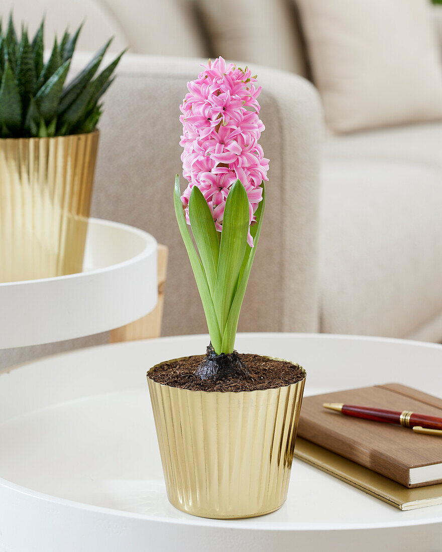 Hyacinthus Pink Pearl