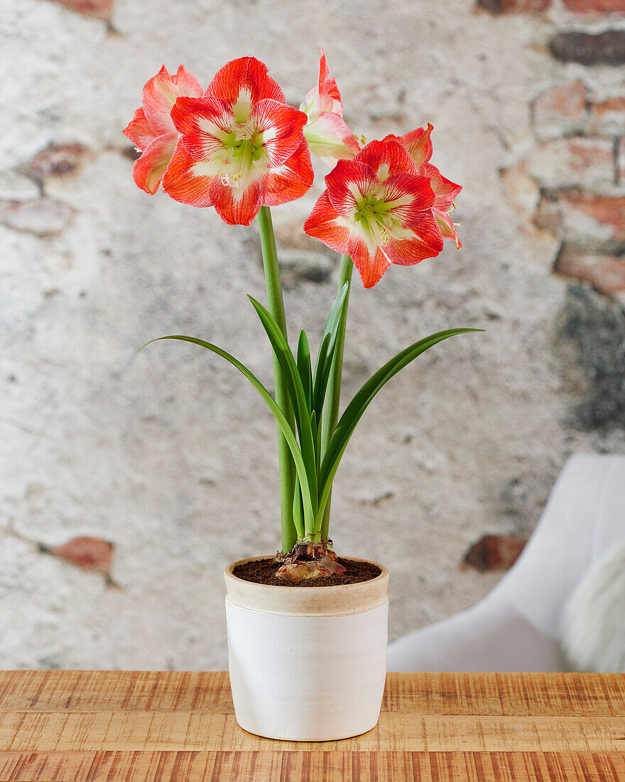 Hippeastrum Minerva