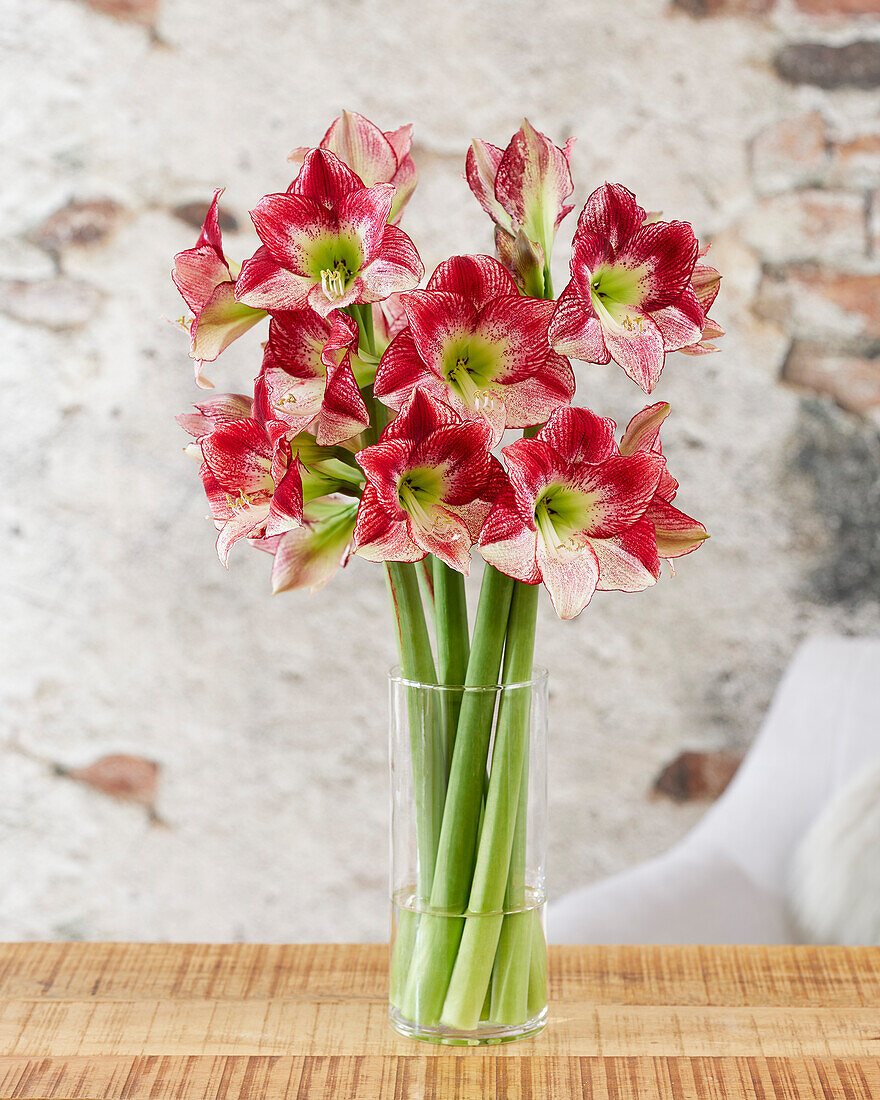 Hippeastrum Flamenco Queen