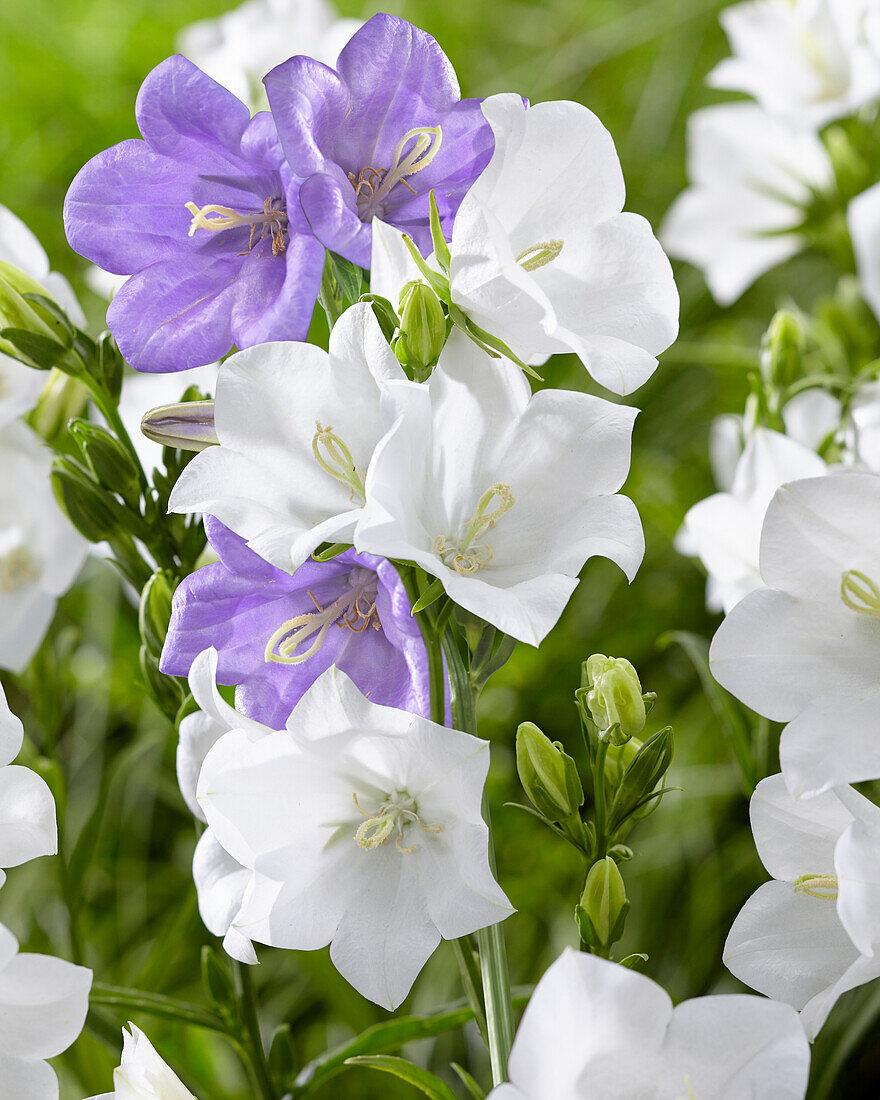 Campanula persicifolia Takion White,Takion Blue