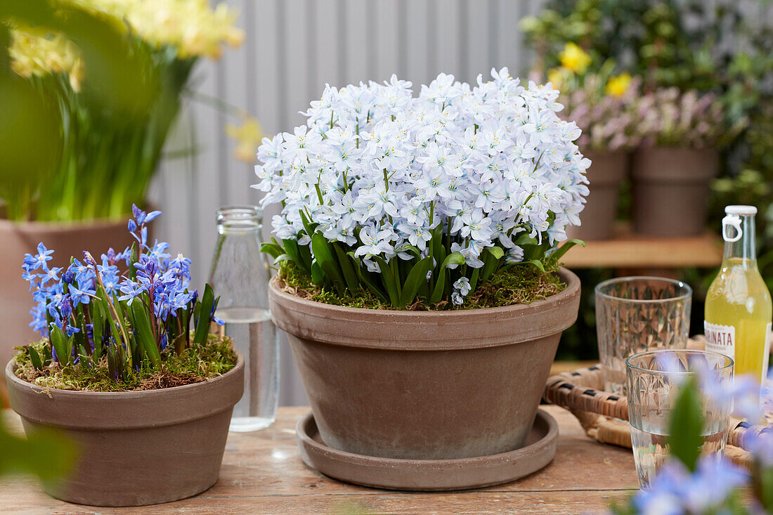 Scilla mischtschenkoana,Chionodoxa sardensis