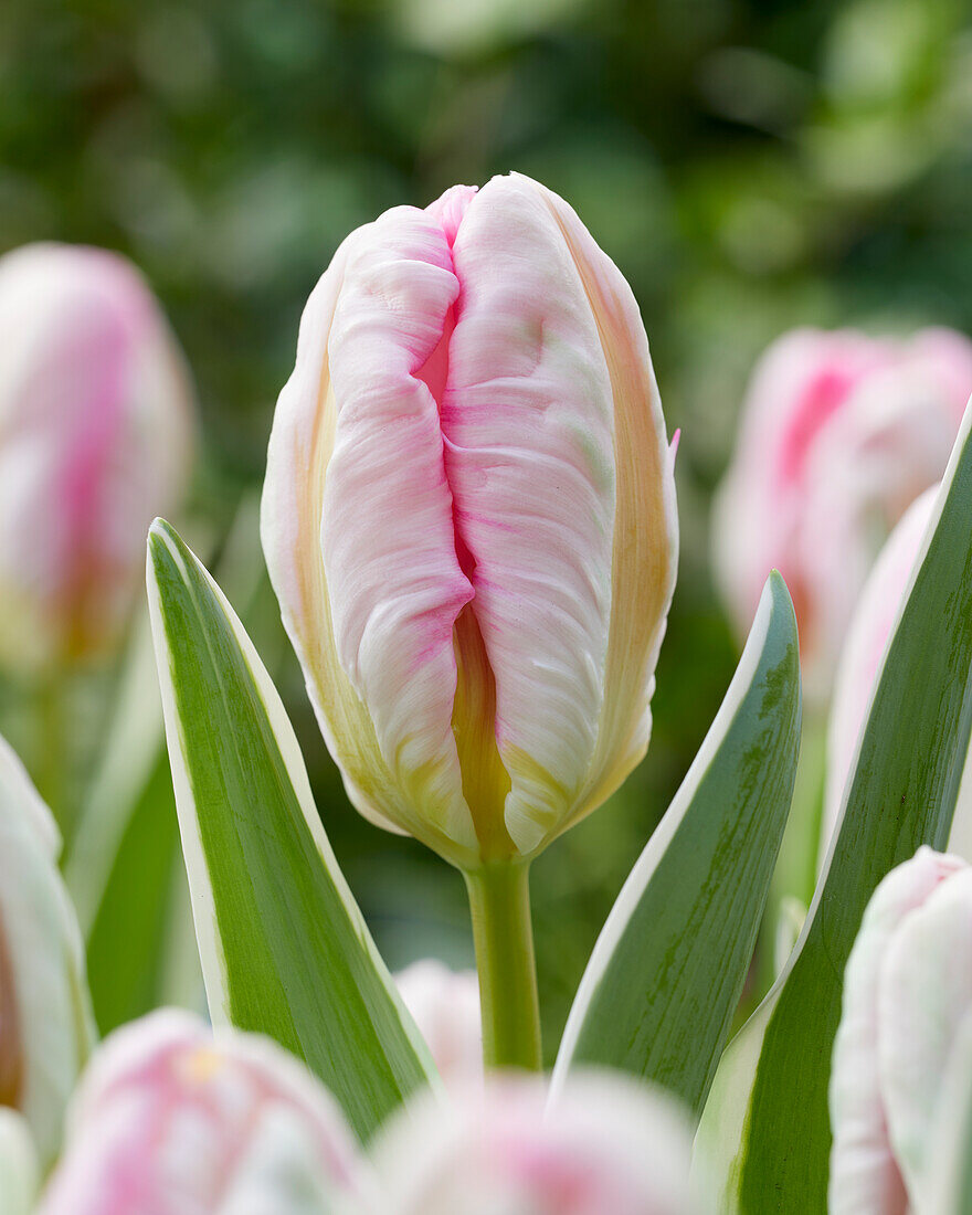 Tulpe (Tulipa) 'Forbidden City'