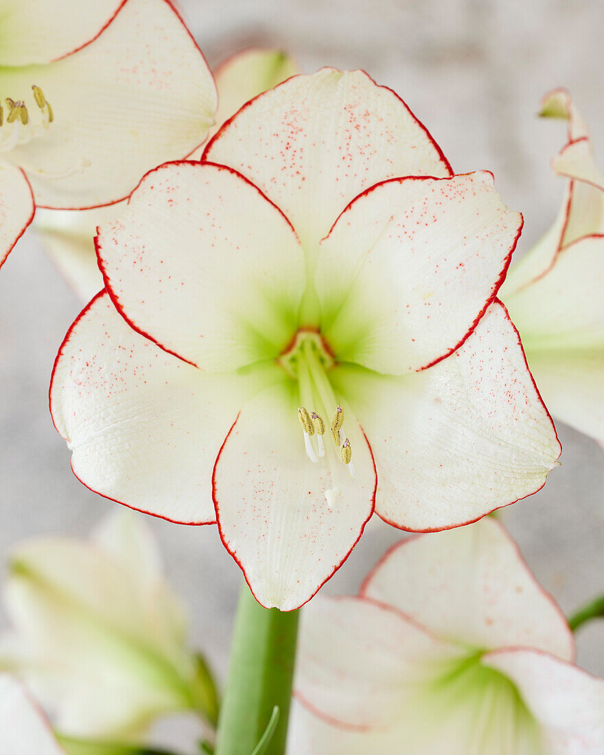 Ritterstern, auch Amaryllis (Hippeastrum) 'Picasso'