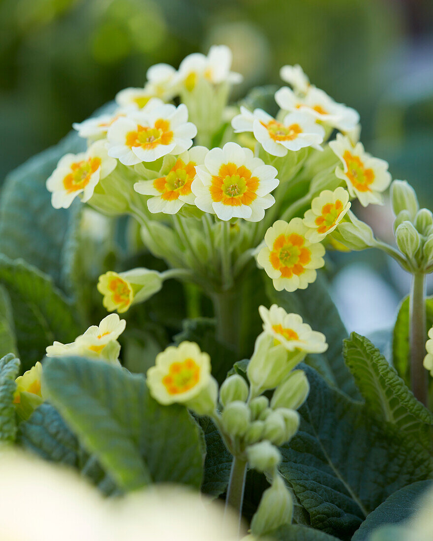 Primula veris Lime with Orange