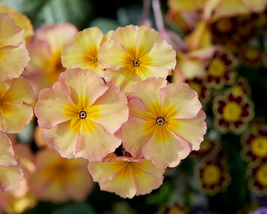 Kissenprimel (Primel vulgaris) 'Obsidian Peach'