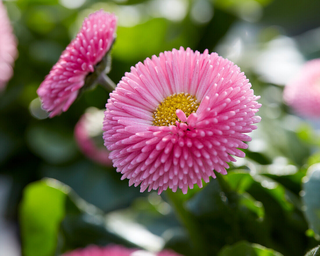 Bellis perennis Tasso Pink