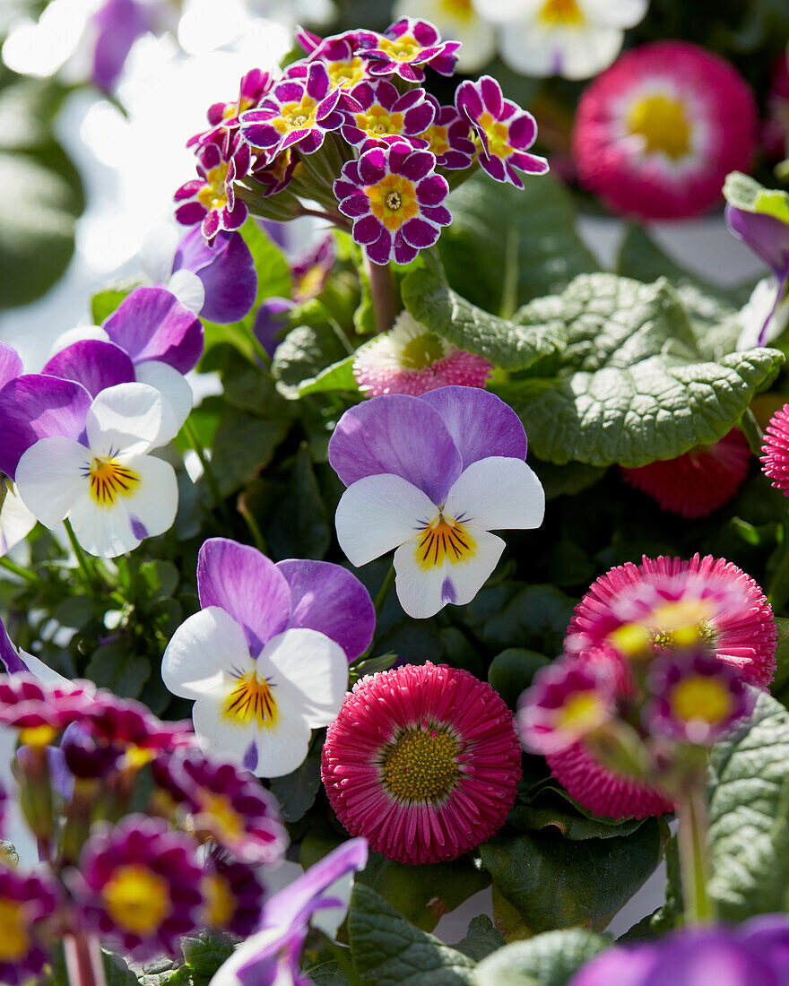 Viola cornuta Persian Wing,Bellis perennis Bella Rose,Primula veris Little Queen Violet