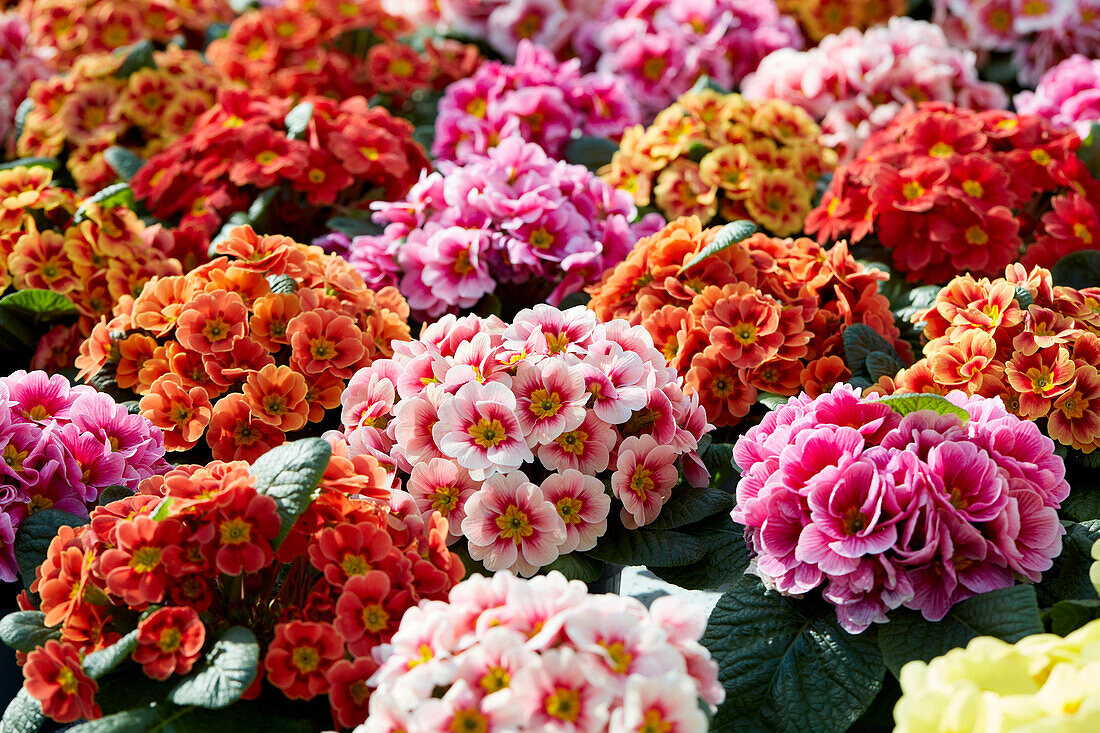 Primula vulgaris mix