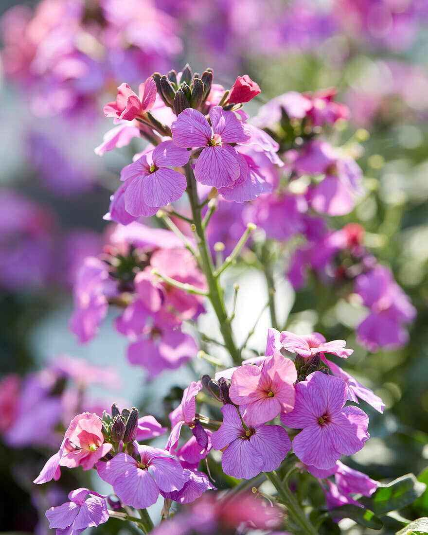 Erysimum linifolium Sunstrong Violet