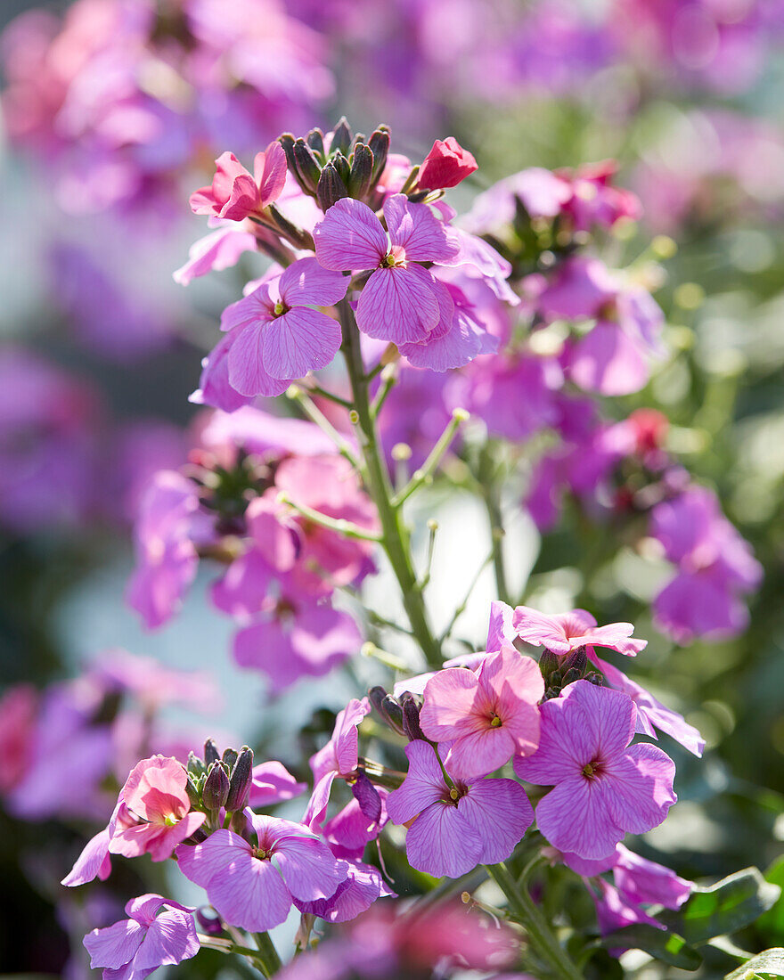 Schöterich (Erysimum linifolium) 'Sunstrong Violet'