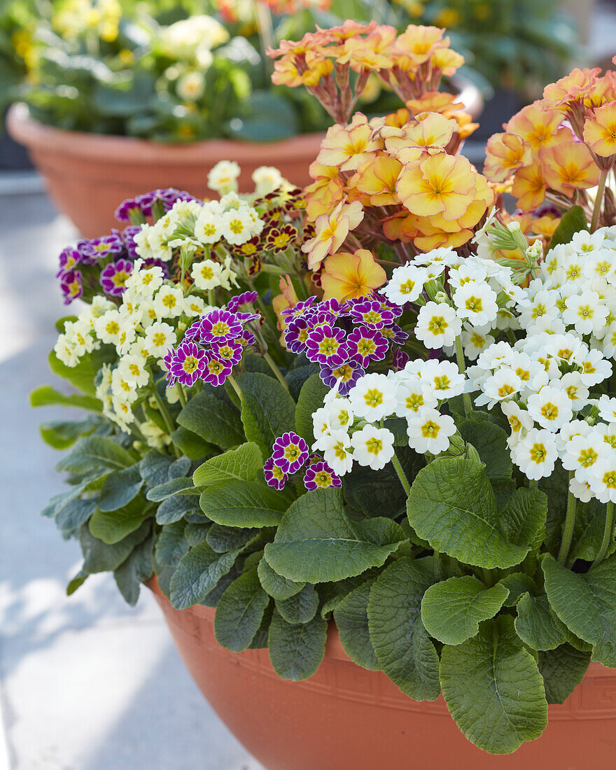 Primula veris Little Queen mix