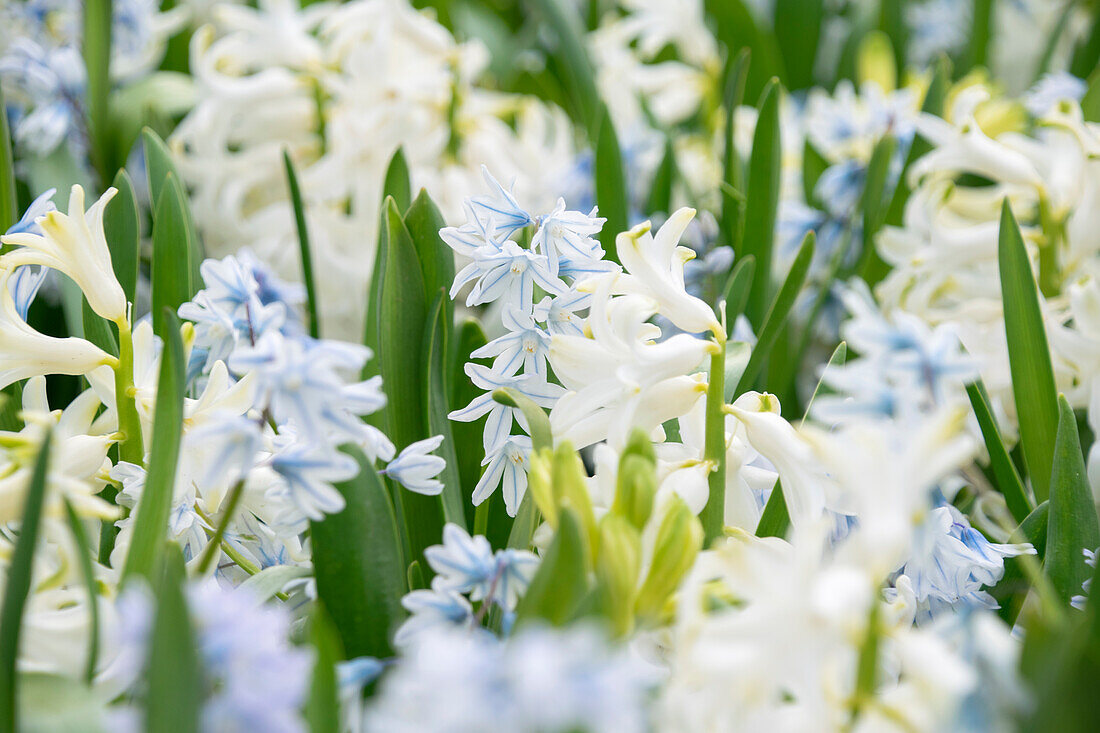 Hyazinthe (Hyacinthus) 'White Pearl', Puschkinie (Puschkinia scilloides var. Libanotica)