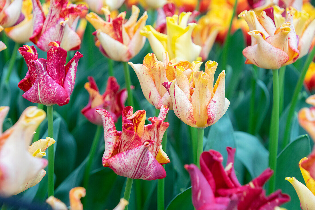 Tulipa Striped Crown