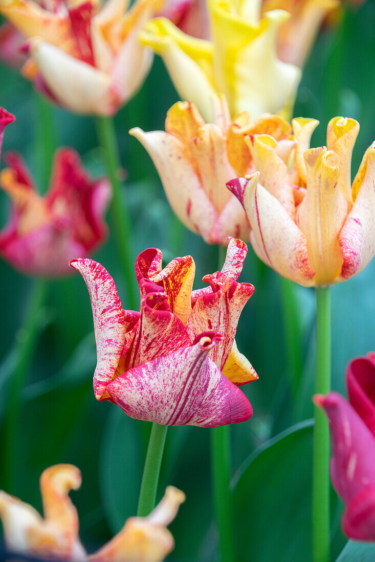 Tulipa Striped Crown