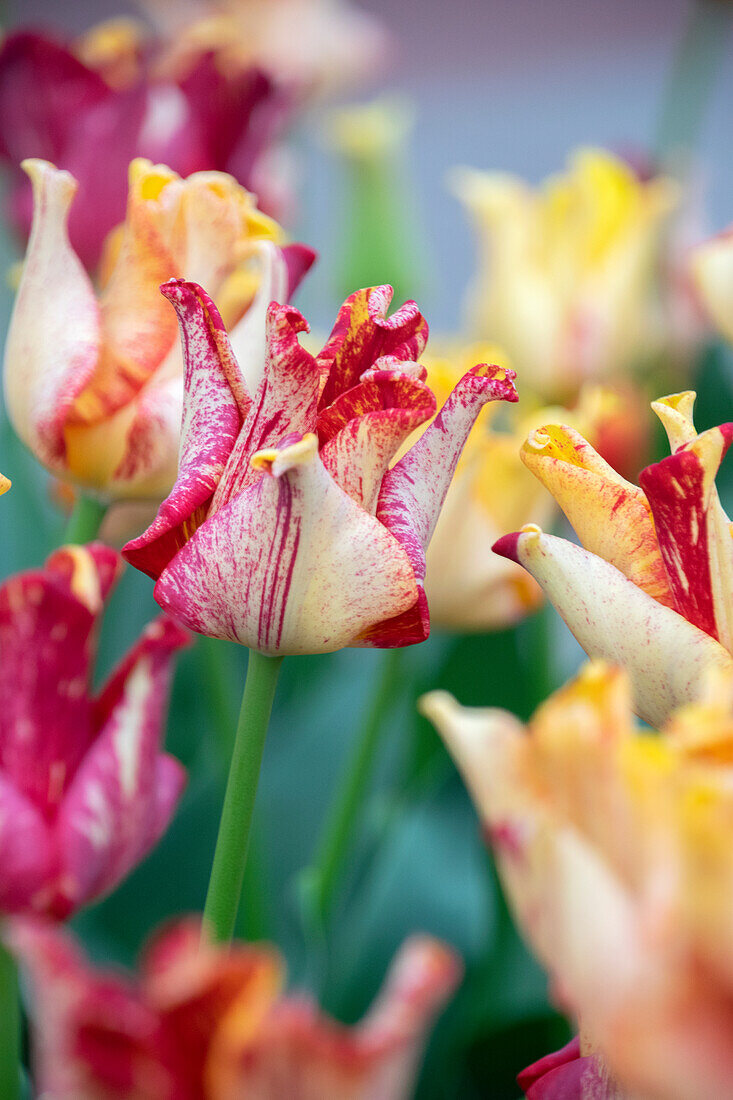 Tulipa Striped Crown