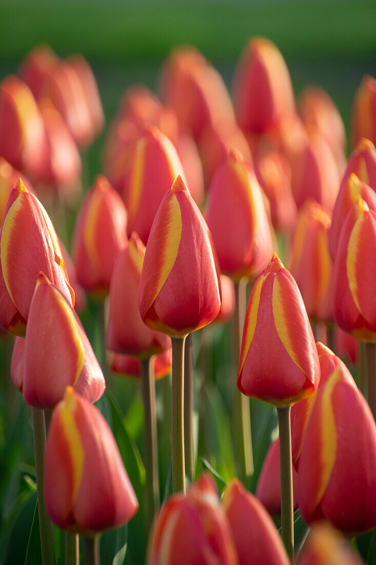 Tulipa Worlds Beauty