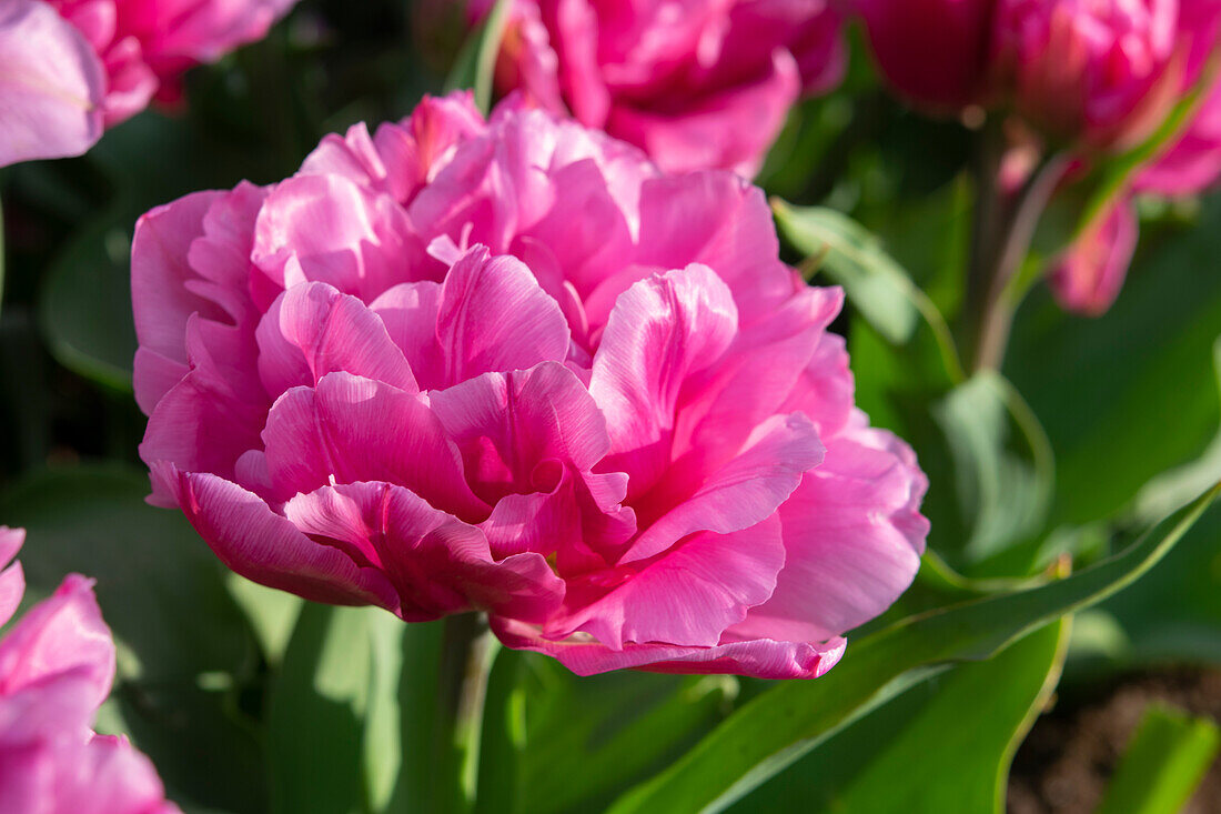 Tulipa Dior