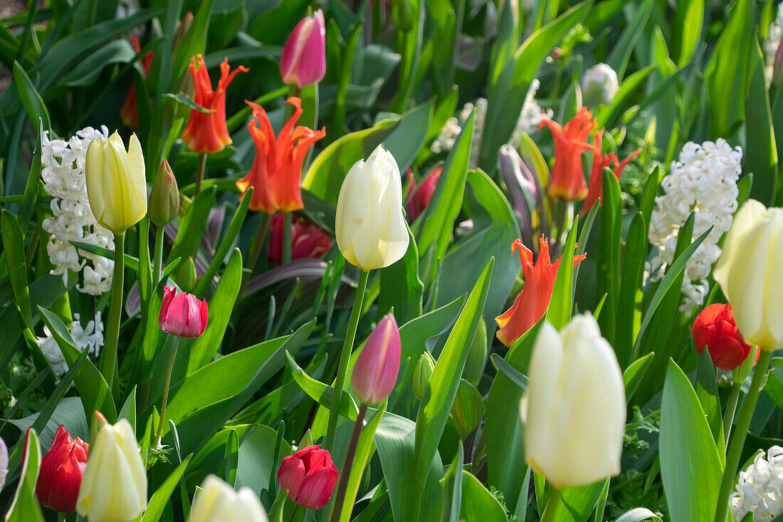 Spring flower mixture