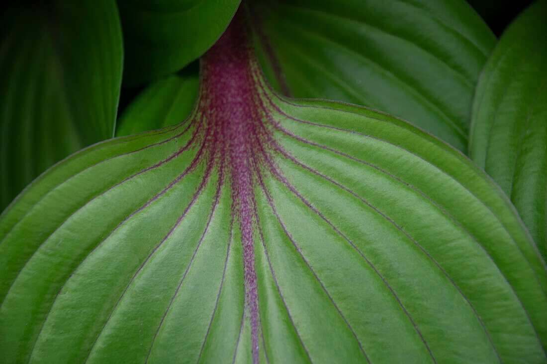 Funkie (Hosta) 'First Blush'