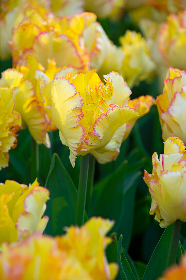 Tulpe (Tulipa) 'Caribbean Parrot'