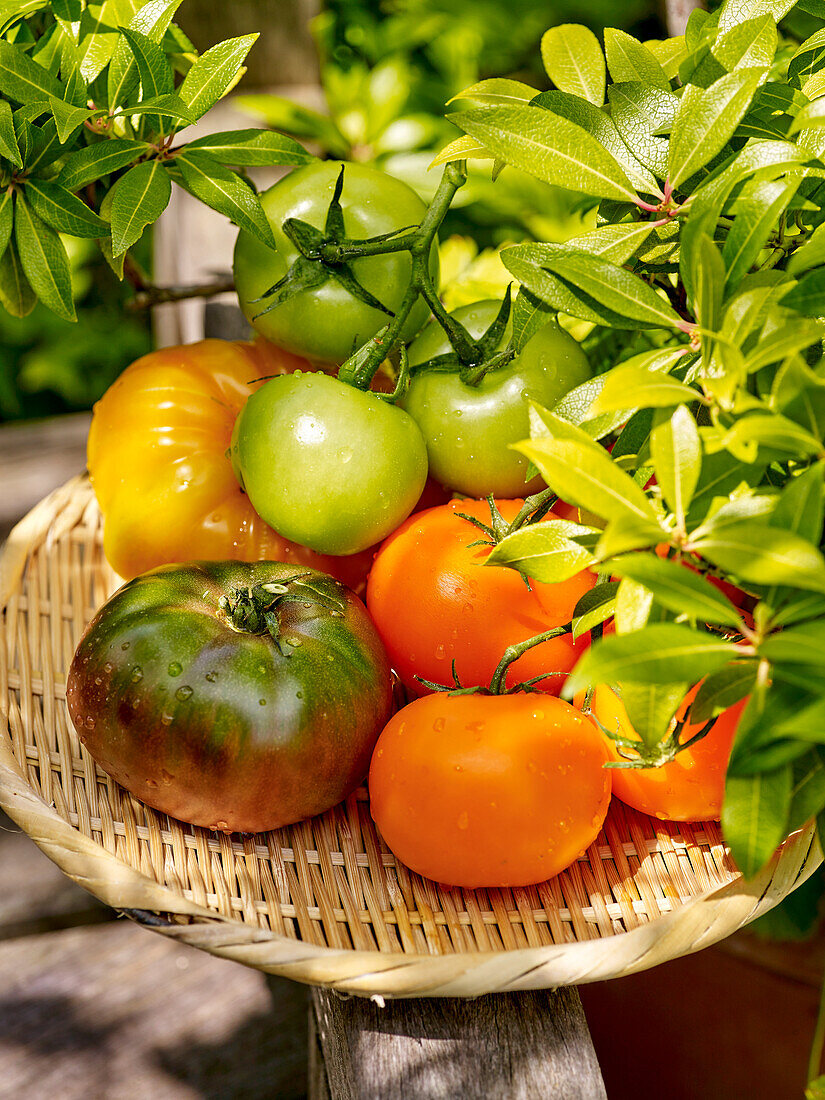 Fresh tomatoes