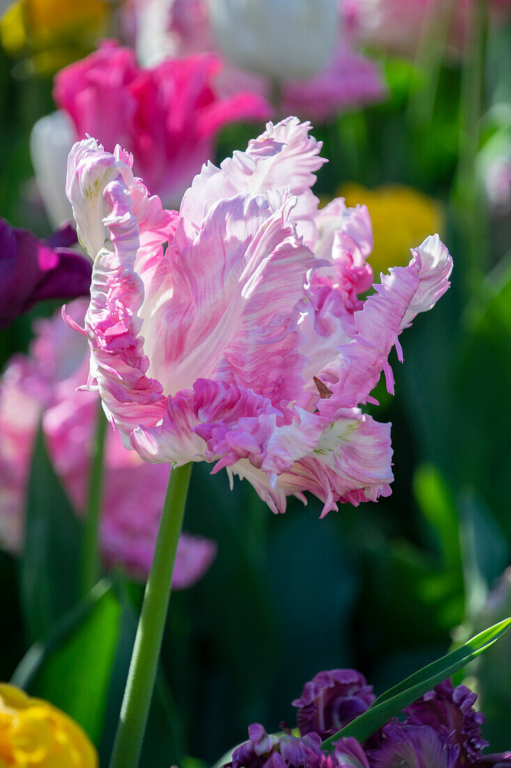 Tulipa Cabanna