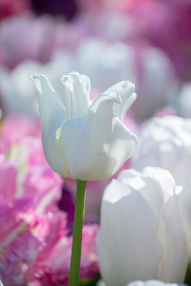 Tulipa White Liberstar