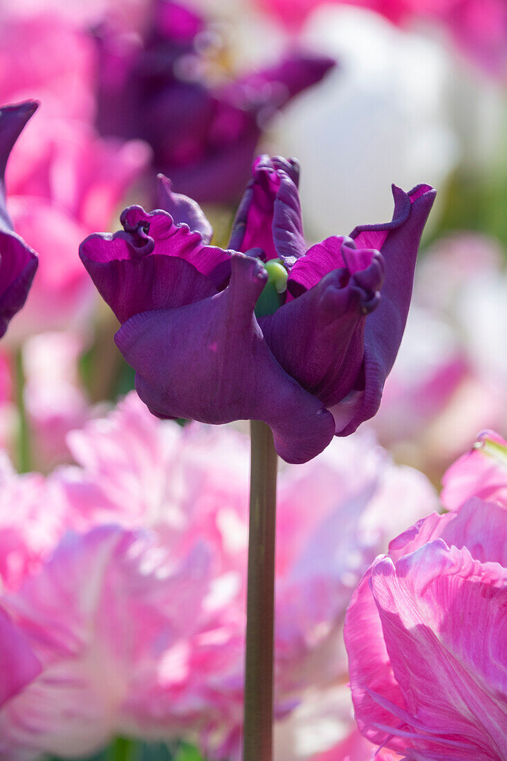 Tulpe (Tulipa) 'Crown of Negrita'