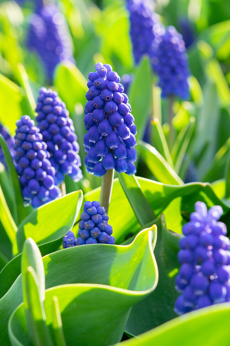 Muscari