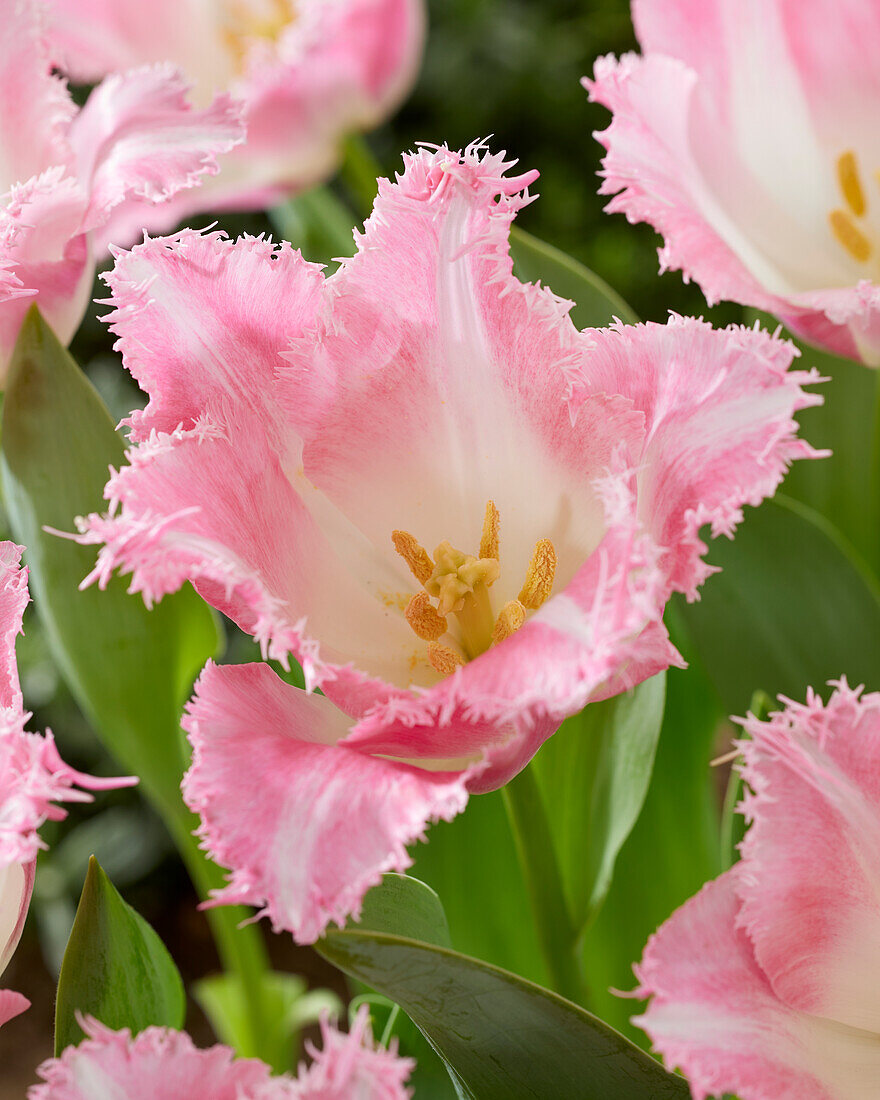 Tulpe (Tulipa) 'Souvenir'